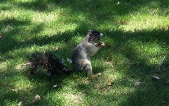 fox squirrel